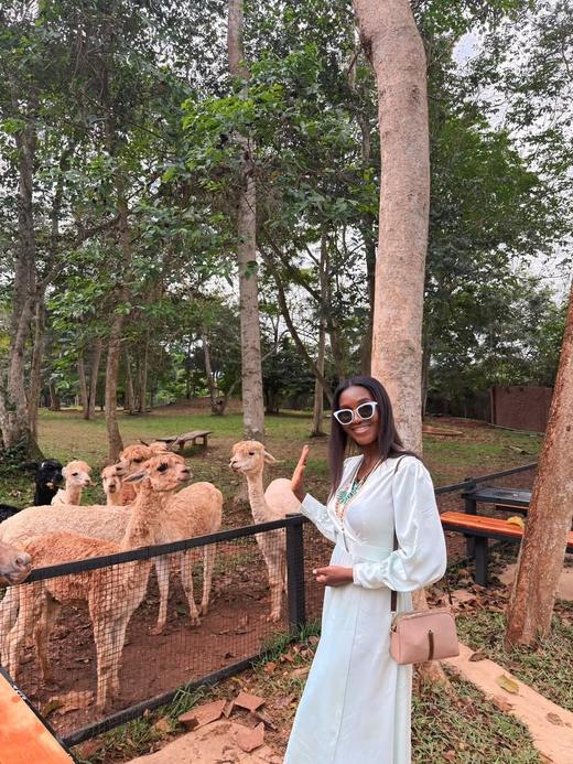 A guest in white standing beside an enclosure of alpacas.